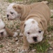 English Bulldog - male BROWN SUGAR 4